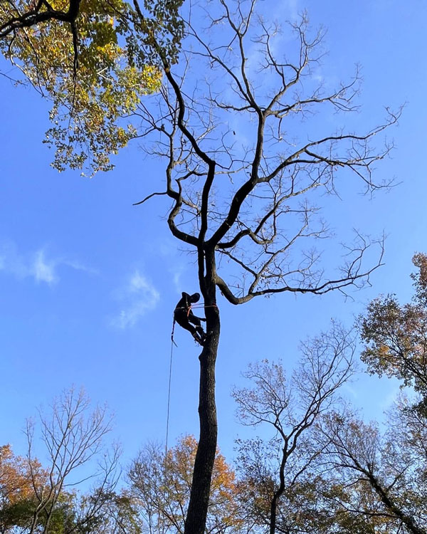 空師による高木伐採をしている画像