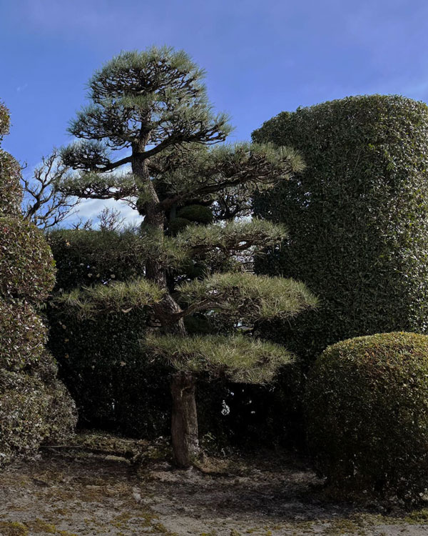 きれいに整えられた樹木の画像