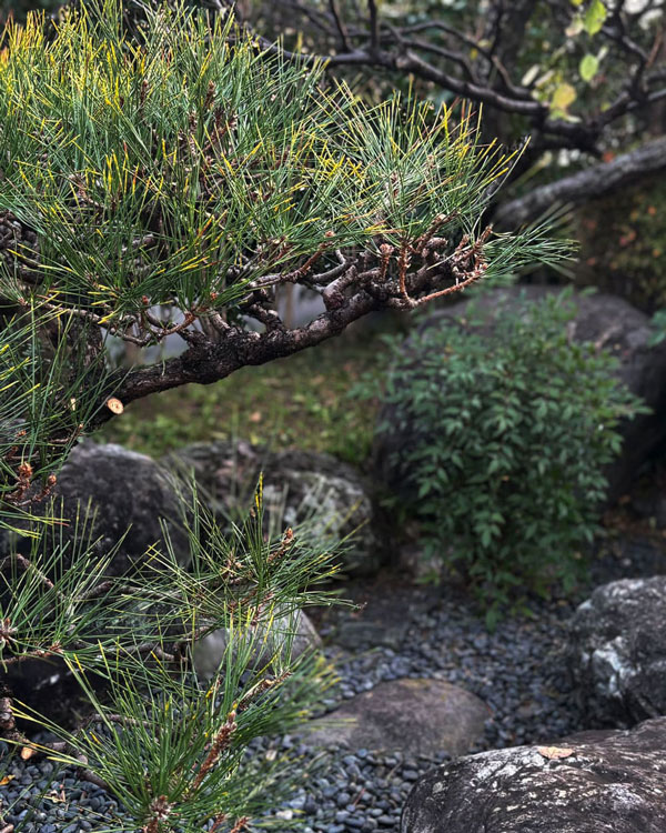整えられた和風庭園の画像