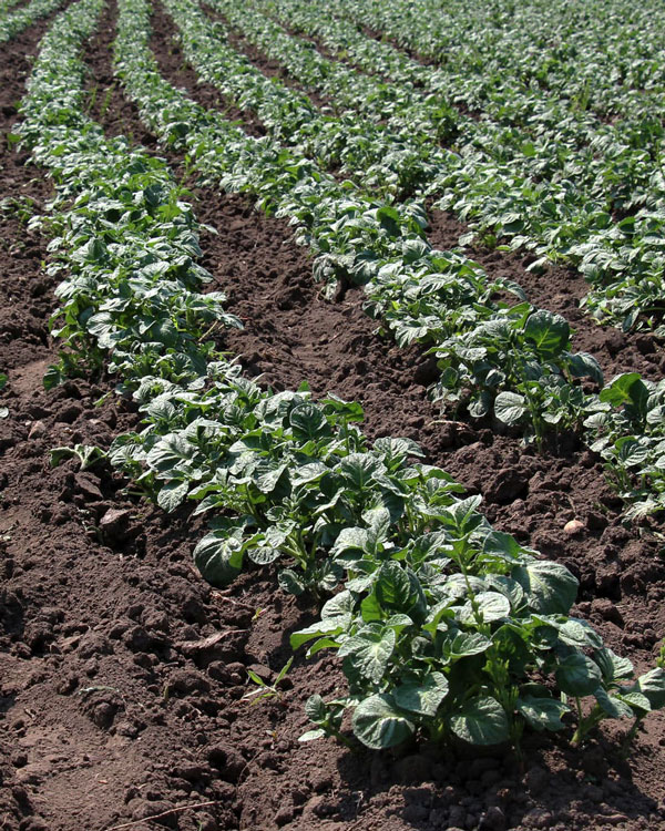 堆肥を使用した畑の画像