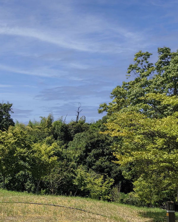 緑を感じる自然の画像