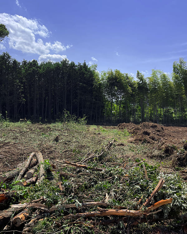 剪定枝葉の画像