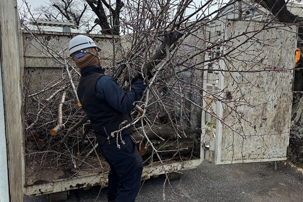 選定枝葉を刈り取りしている画像