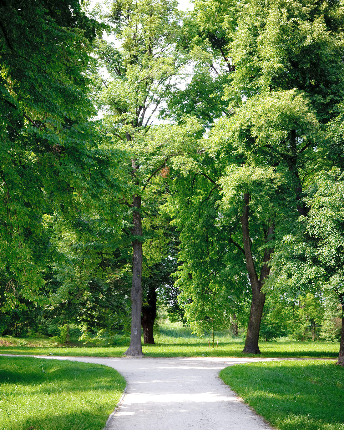 自然の木々の画像