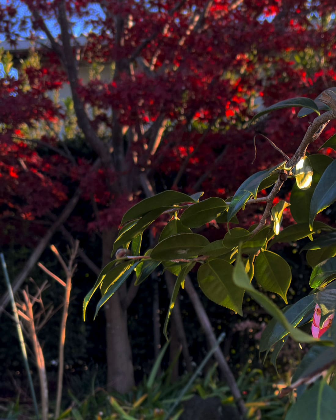 紅葉の木々の画像