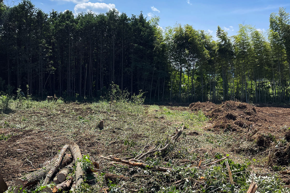 伐採する前の山林
