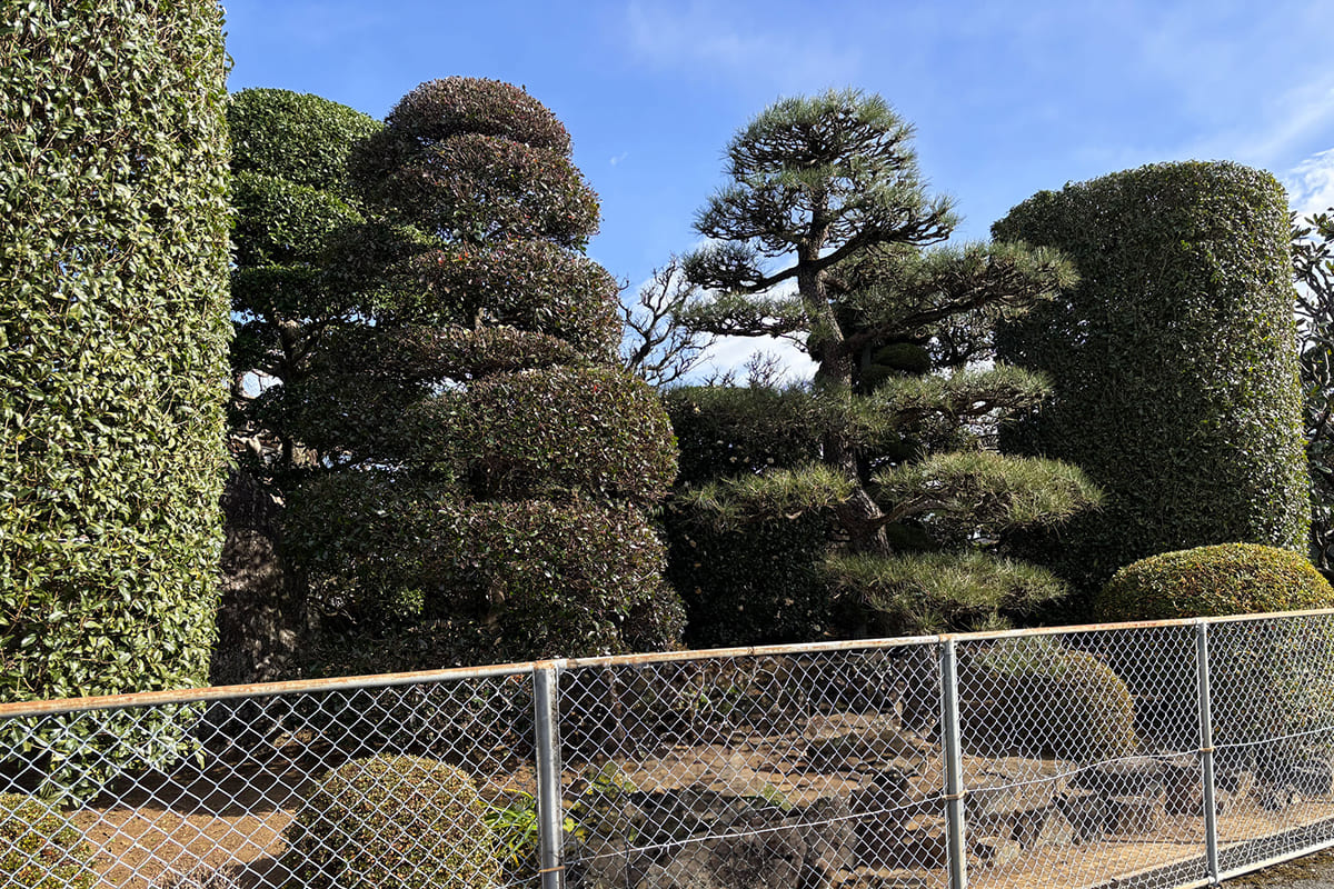 剪定と刈込みされた樹木