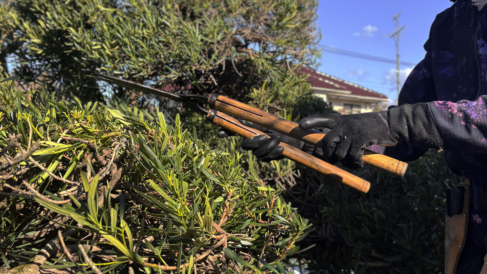 庭の手入れ作業をしている画像