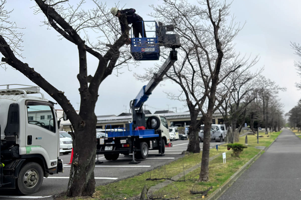 公共施設の樹木の剪定